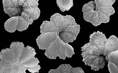 Fossil planktonic foraminifera